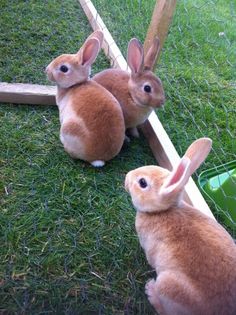 two brown rabbits sitting in front of a mirror