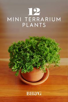 a small potted plant sitting on top of a wooden table next to the words, 12 mini terrarium plants