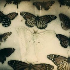 a group of butterflies sitting on top of a white surface