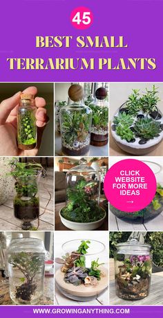 the top 25 best small terrarium plants