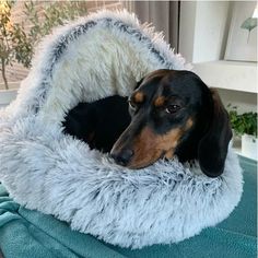 a black and brown dog laying in a pet bed