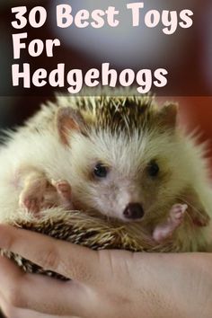 someone holding a hedgehog in their hand with the words 30 best toys for hedgehogs