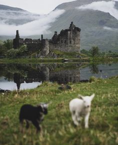 two sheep standing on top of a lush green field next to a castle in the distance