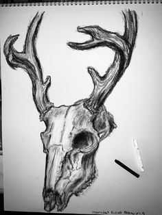 a pencil drawing of a deer skull with antlers on it's back end