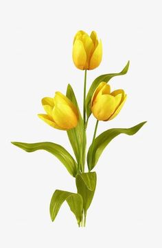 three yellow tulips with green leaves on a white background