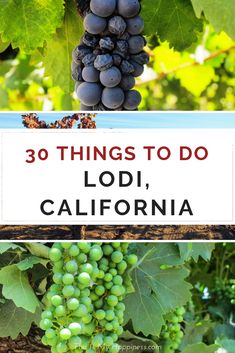 grapes growing on the vine with text overlay reading 30 things to do in lodi, california