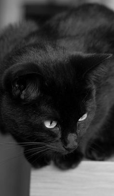 a black cat laying on top of a wooden table