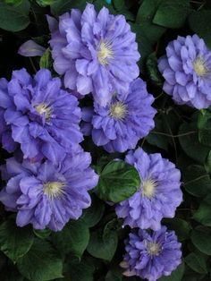 purple flowers with green leaves surrounding them