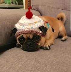 a small pug dog wearing a birthday hat