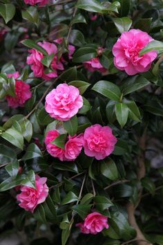 pink flowers are blooming on the bush