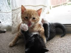 two kittens playing with each other on the floor near a sliding glass door in front of a window