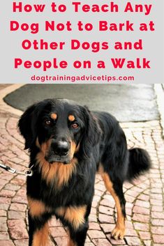 a black and brown dog standing on top of a brick road with the words how to teach any dog not to bark at other dogs and people on a walk