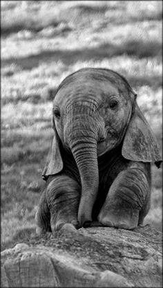 black and white photograph of an elephant sitting on a rock