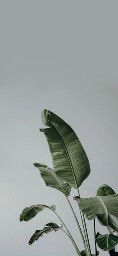 a plant with large green leaves in a vase on a table next to a wall