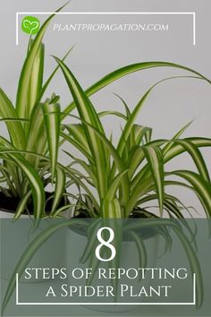 8 steps of repotting a Spider Plant Spider Plant Benefits, Planting Calendar, Aquaponic Gardening, Plant Benefits, Spider Plant, Health And Vitality, Smart Garden, Pothos Plant, Indoor Herb Garden