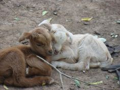 two baby goats cuddle together in the dirt