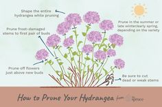 how to prune your hydrangea flowers for spring info graphic by the springs