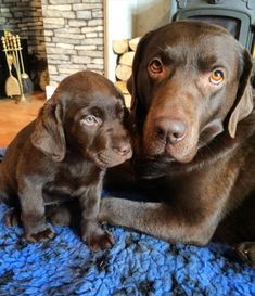 two brown dogs sitting next to each other on a blue blanket in front of a fireplace