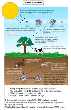 the diagram shows how carbon dating works