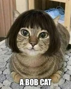 a cat is sitting on the floor wearing a wig