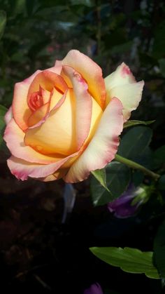 a pink and yellow rose is blooming in the sun, with green leaves around it