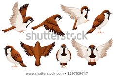 different kinds of birds with spread wings