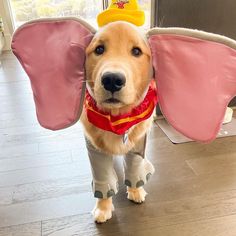 a dog dressed up like an elephant wearing a hat and boots with wings on it's head