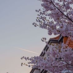 a tree with pink flowers in front of a building