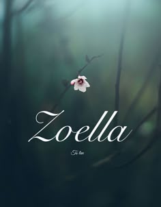 a flower that is in the middle of a tree branch with the word zoola on it