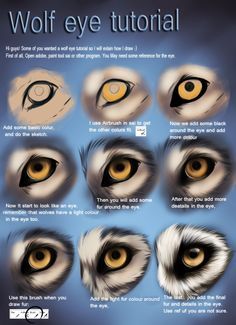 an image of different types of eyes and their features in the drawing book, wolf eye