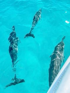 three dolphins swimming in the blue water next to a white boat and some other animals