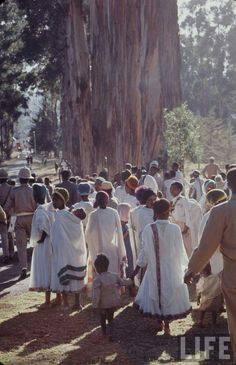 a large group of people standing in front of a tree with many trees around them