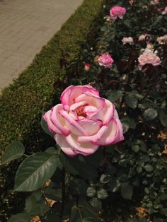 a pink rose is blooming in the middle of a flowerbed lined with other flowers