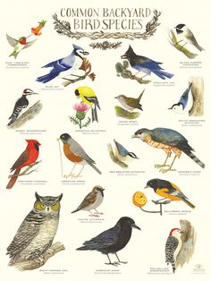 a poster with different kinds of birds on it's back side and the words common backyard bird species written below