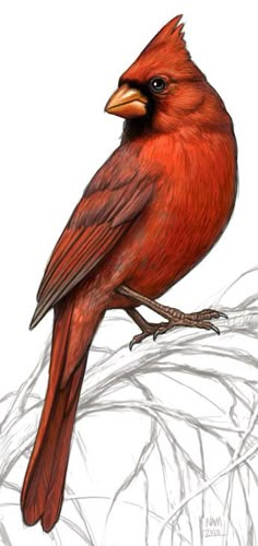 a drawing of a red bird sitting on top of a branch with grass in the background