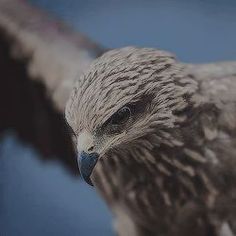 a close up of a bird with very large wings