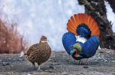 two colorful birds standing next to each other