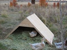 three ducks are outside in the grass near a wooden structure that is made out of plywood