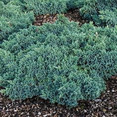 green plants are growing in the ground