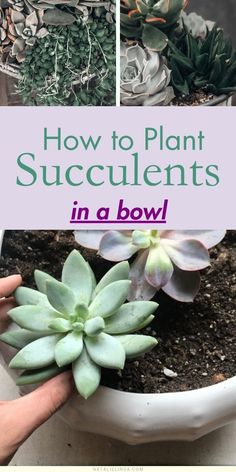 Multiplier Des Plantes Grasses, Garden Redesign, Water Succulents, Succulent Garden Outdoor, How To Water Succulents, Succulent Bowls, Plant Succulents, Succulent Garden Design