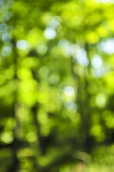 blurry image of green trees in the forest royalty images and clippings are used for