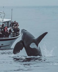 a whale is jumping out of the water while people watch from a boat in the ocean