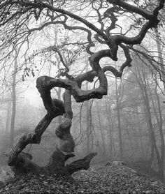 black and white photograph of an old tree in the foggy forest with rocks on the ground