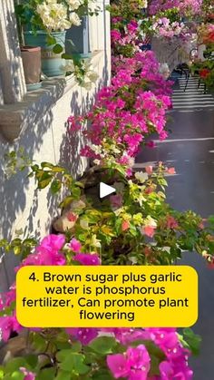 flowers line the side of a building with text reading brown sugar plus garlic water is phosphous fertilizer can promote plant flowering