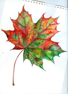 a watercolor drawing of a leaf with red, green and orange colors on it