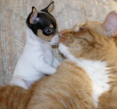 an orange and white cat laying on top of a couch next to a small dog