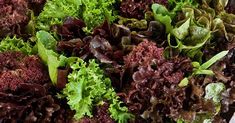 many different types of lettuce on display