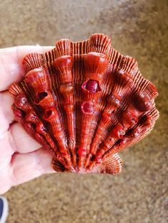 a person holding a red sea shell in their hand