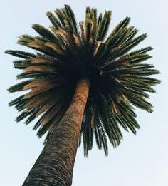 a tall palm tree standing in front of a blue sky