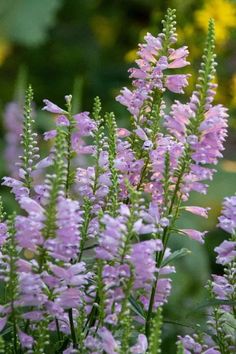 purple flowers are blooming in the garden